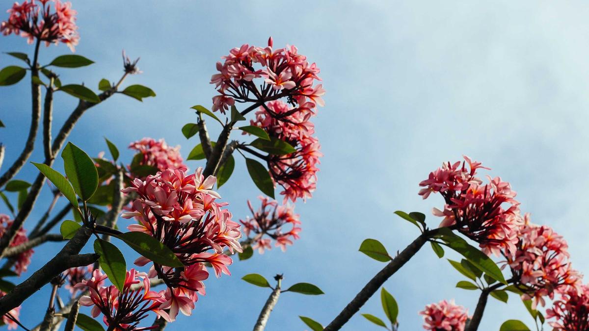 Karasu sahil ve çevresi — emlak atmosferi