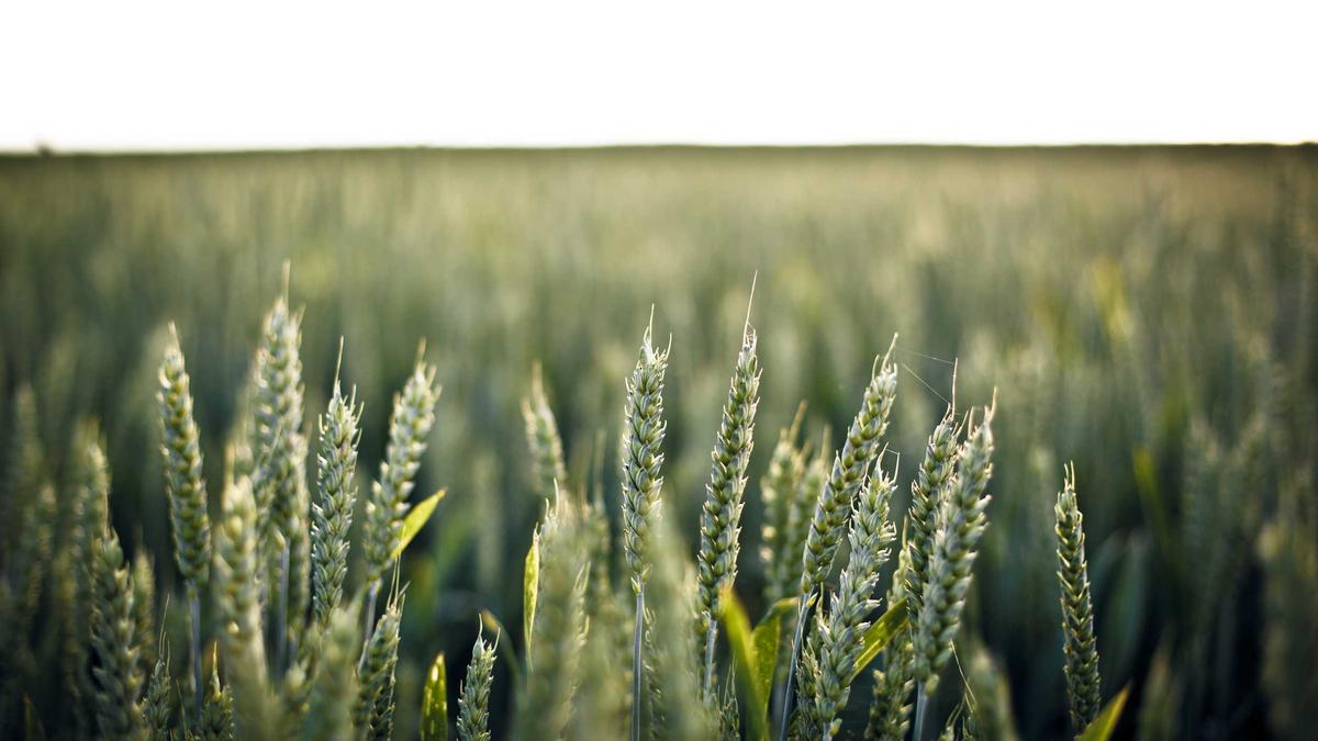 İç mekân ve düzen